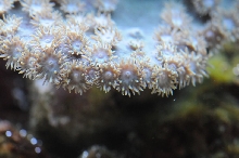 picNew 90 Gallon Reef