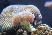 picNew 90 Gallon Reef