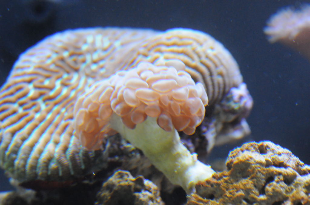 picNew 90 Gallon Reef