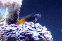picNew 90 Gallon Reef
