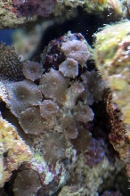 picNew 90 Gallon Reef