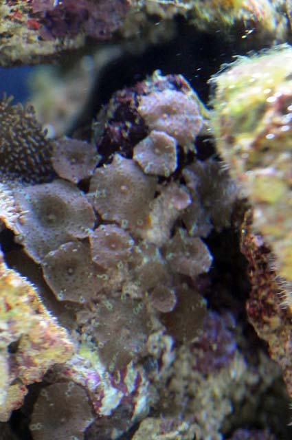 picNew 90 Gallon Reef