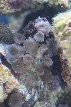 picNew 90 Gallon Reef