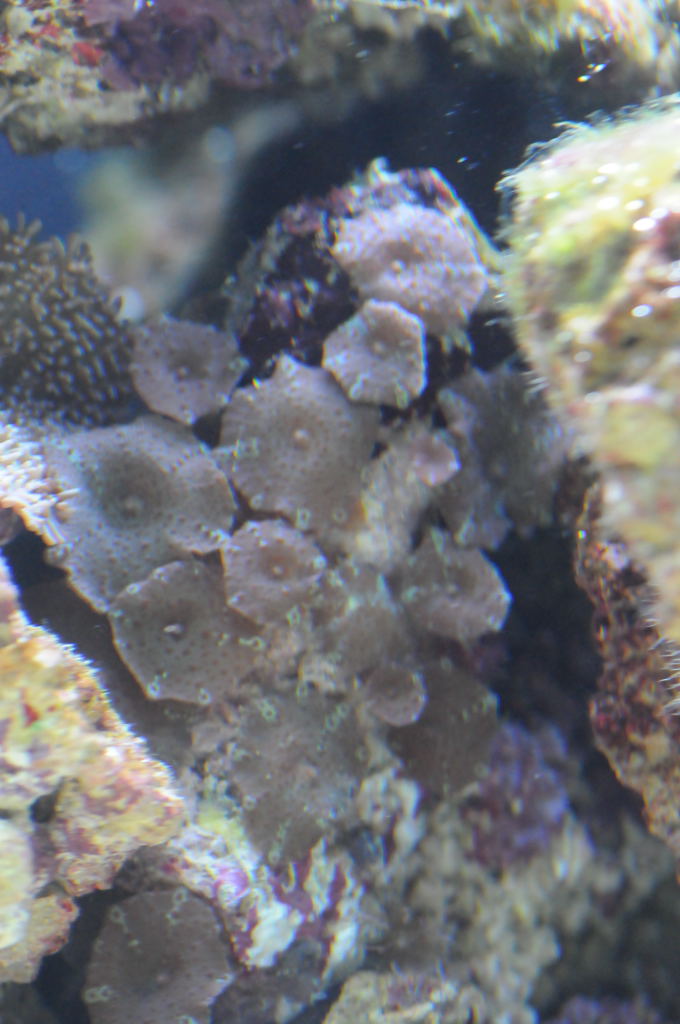 picNew 90 Gallon Reef