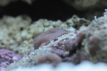 picNew 90 Gallon Reef