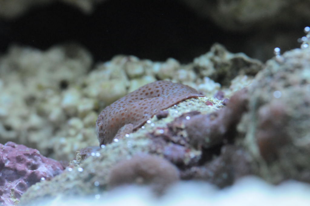 picNew 90 Gallon Reef
