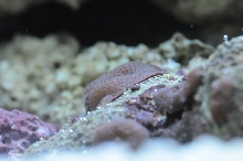 picNew 90 Gallon Reef