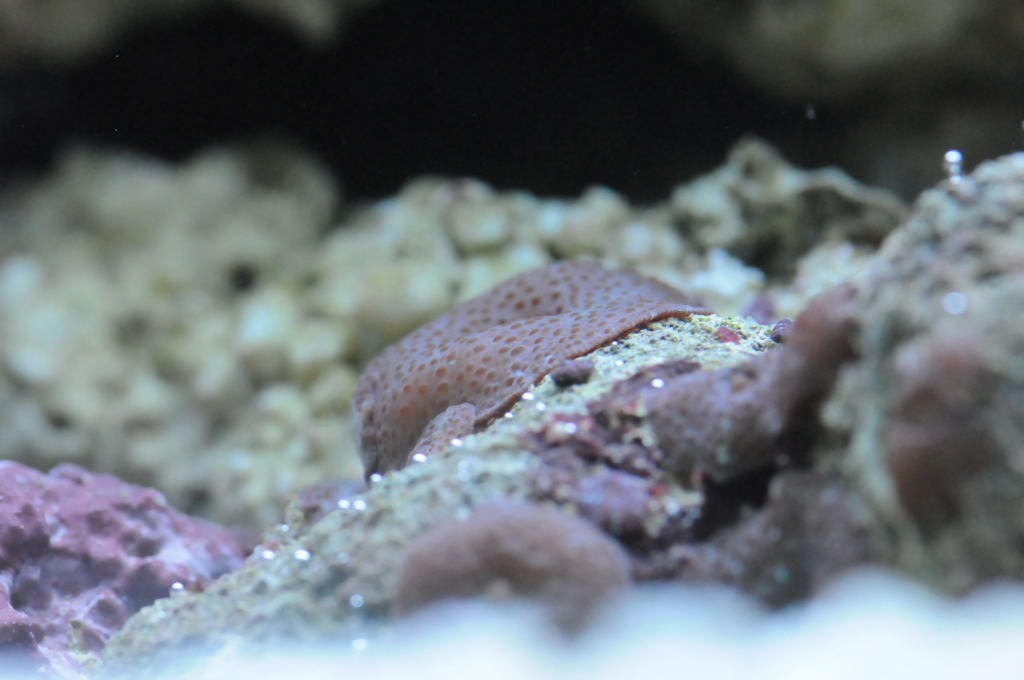 picNew 90 Gallon Reef