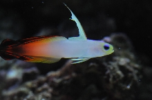 picNew 90 Gallon Reef