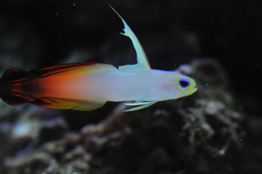 picNew 90 Gallon Reef