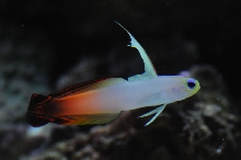 picNew 90 Gallon Reef