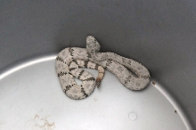 Photos from Snake Days 2012, Sanderson Texas - photo by Jeff Barringer