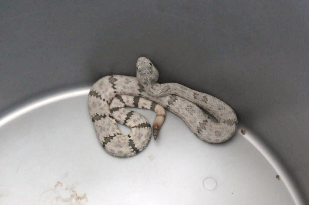 Photos from Snake Days 2012, Sanderson Texas - photo by Jeff Barringer