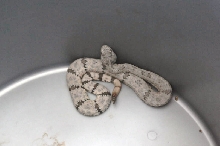 Photos from Snake Days 2012, Sanderson Texas - photo by Jeff Barringer