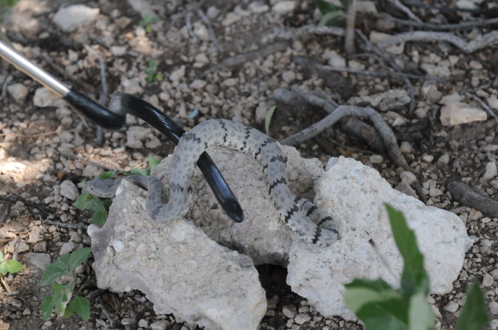 Photos from Snake Days 2012, Sanderson Texas - photo by Jeff Barringer