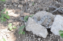 Photos from Snake Days 2012, Sanderson Texas - photo by Jeff Barringer