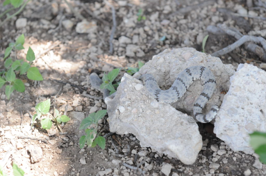 Photos from Snake Days 2012, Sanderson Texas - photo by Jeff Barringer