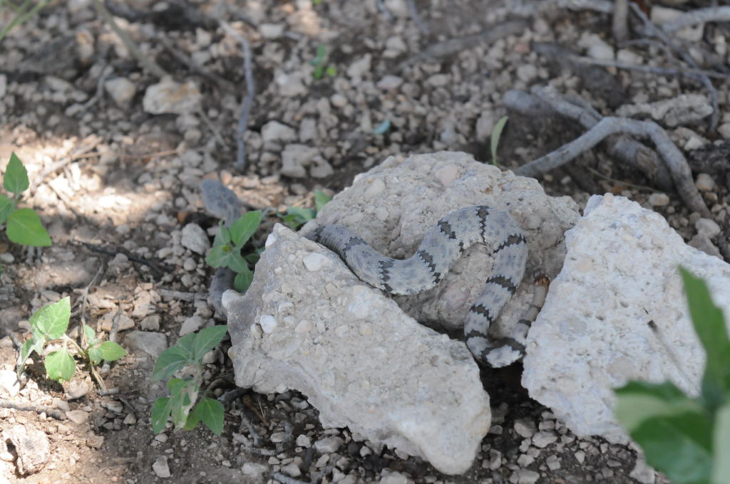 Photos from Snake Days 2012, Sanderson Texas - photo by Jeff Barringer