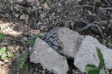 Photos from Snake Days 2012, Sanderson Texas - photo by Jeff Barringer
