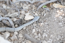 Photos from Snake Days 2012, Sanderson Texas - photo by Jeff Barringer