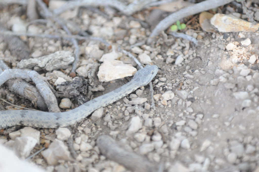 Photos from Snake Days 2012, Sanderson Texas - photo by Jeff Barringer