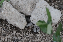 Photos from Snake Days 2012, Sanderson Texas - photo by Jeff Barringer