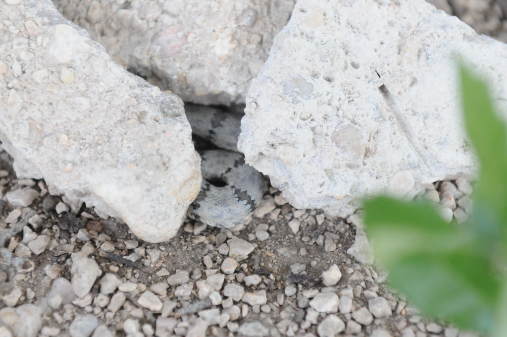 Photos from Snake Days 2012, Sanderson Texas - photo by Jeff Barringer