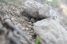Photos from Snake Days 2012, Sanderson Texas - photo by Jeff Barringer