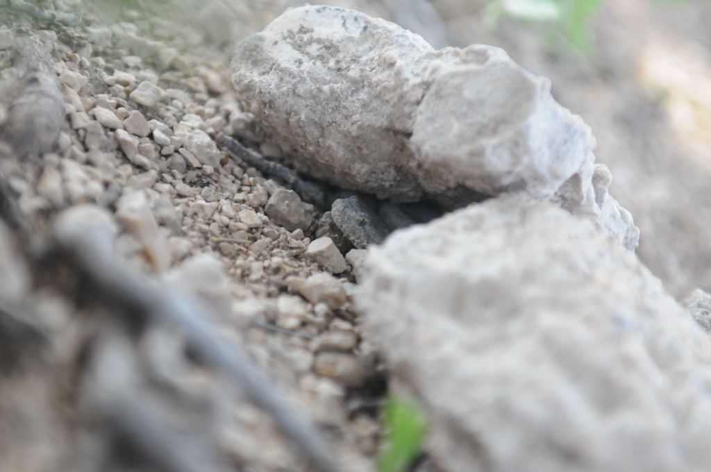 Photos from Snake Days 2012, Sanderson Texas - photo by Jeff Barringer