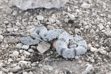 Photos from Snake Days 2012, Sanderson Texas - photo by Jeff Barringer