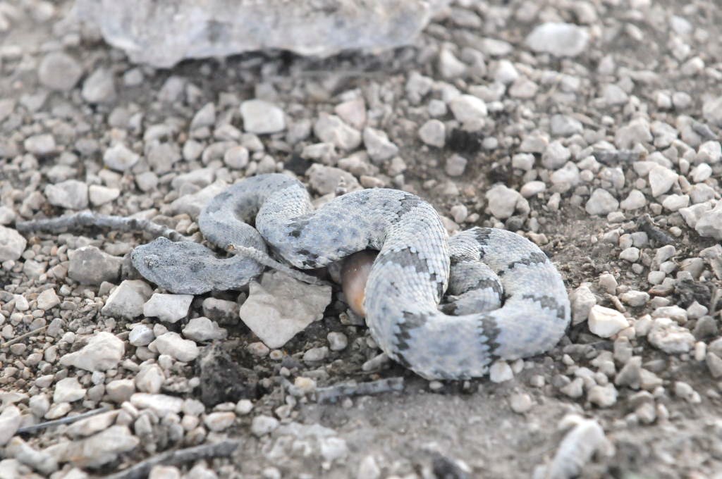 Photos from Snake Days 2012, Sanderson Texas - photo by Jeff Barringer