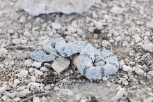 Photos from Snake Days 2012, Sanderson Texas - photo by Jeff Barringer