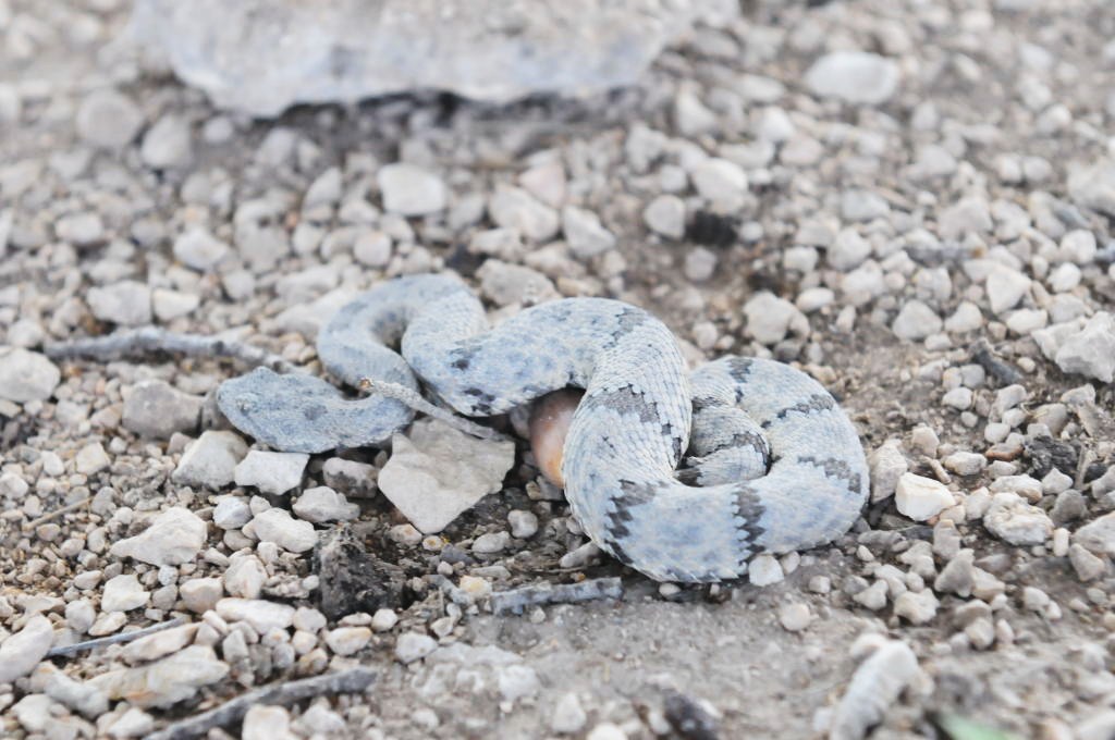 Photos from Snake Days 2012, Sanderson Texas - photo by Jeff Barringer