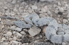 Photos from Snake Days 2012, Sanderson Texas - photo by Jeff Barringer