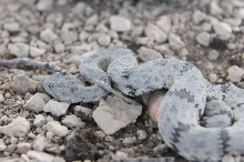 Photos from Snake Days 2012, Sanderson Texas - photo by Jeff Barringer