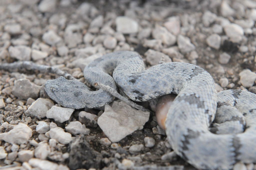 Photos from Snake Days 2012, Sanderson Texas - photo by Jeff Barringer