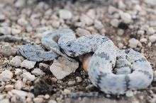 Photos from Snake Days 2012, Sanderson Texas - photo by Jeff Barringer