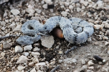 Photos from Snake Days 2012, Sanderson Texas - photo by Jeff Barringer