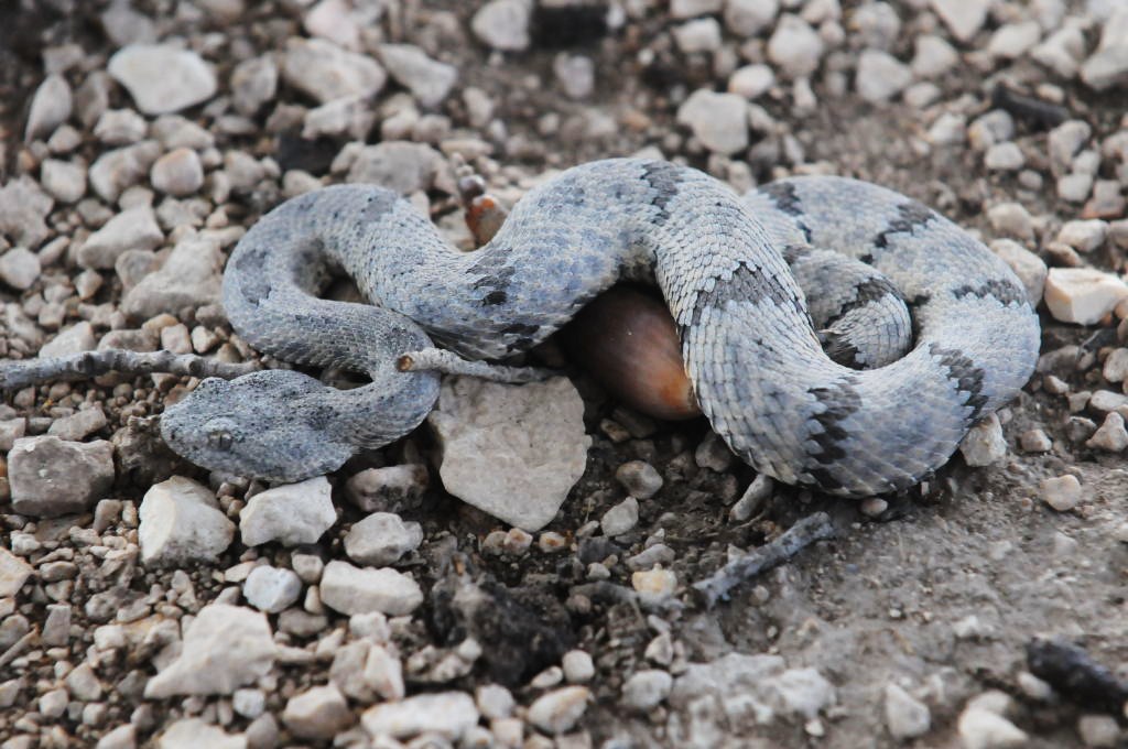 Photos from Snake Days 2012, Sanderson Texas - photo by Jeff Barringer