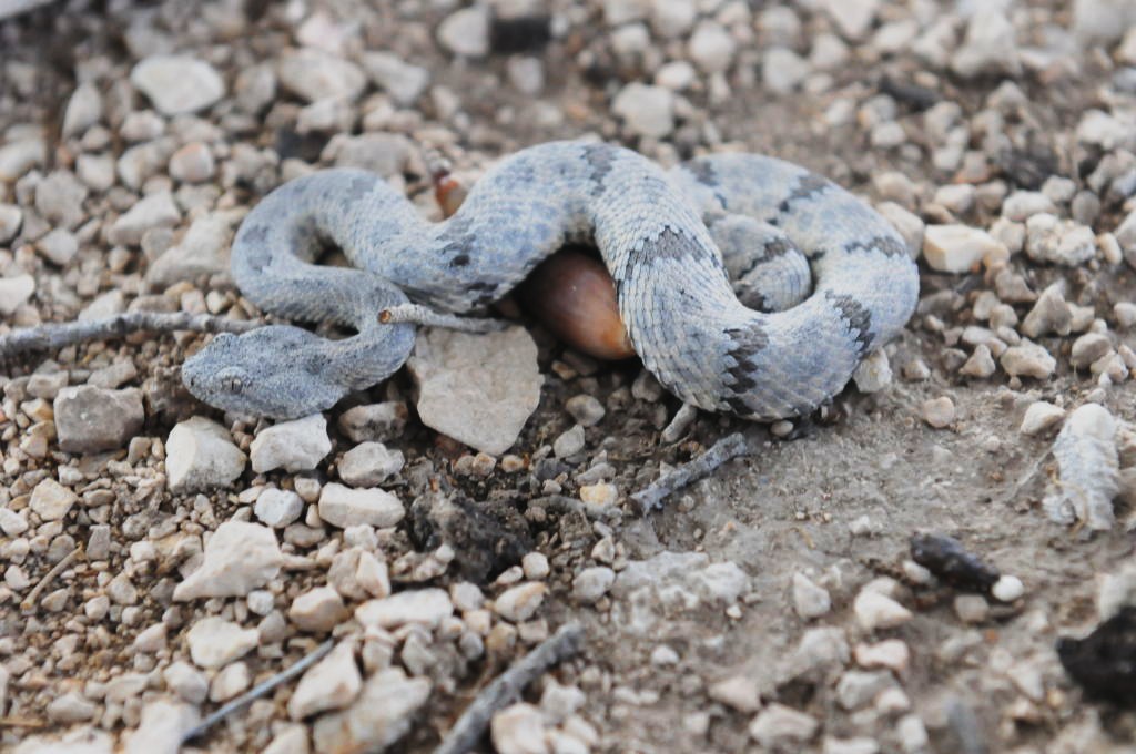 Photos from Snake Days 2012, Sanderson Texas - photo by Jeff Barringer