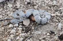 Photos from Snake Days 2012, Sanderson Texas - photo by Jeff Barringer