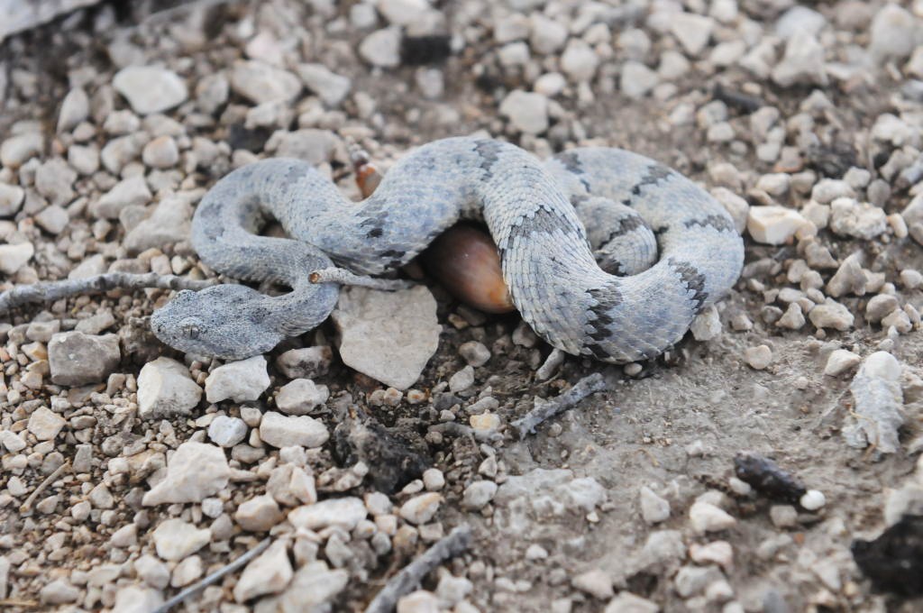 Photos from Snake Days 2012, Sanderson Texas - photo by Jeff Barringer