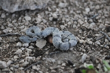 Photos from Snake Days 2012, Sanderson Texas - photo by Jeff Barringer