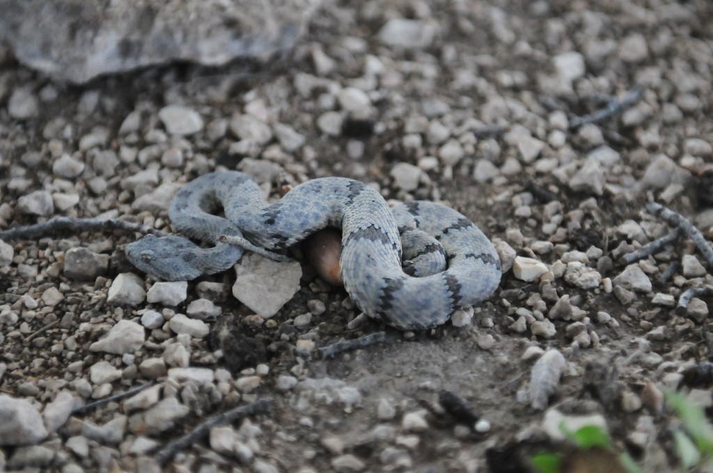 Photos from Snake Days 2012, Sanderson Texas - photo by Jeff Barringer
