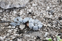 Photos from Snake Days 2012, Sanderson Texas - photo by Jeff Barringer