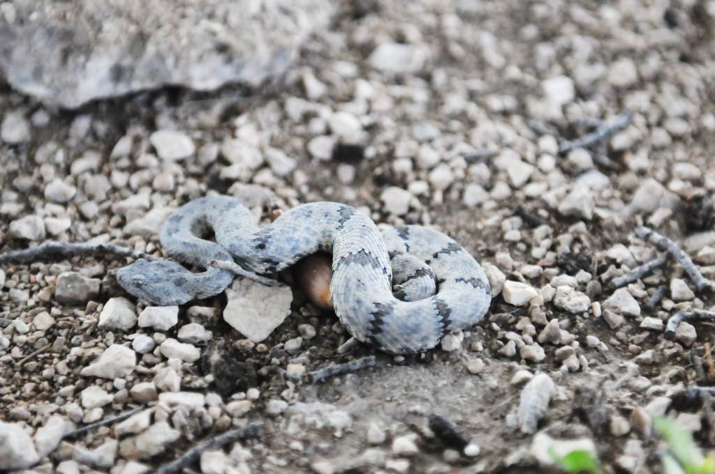 Photos from Snake Days 2012, Sanderson Texas - photo by Jeff Barringer