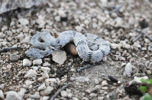 Photos from Snake Days 2012, Sanderson Texas - photo by Jeff Barringer