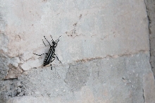 Photos from Snake Days 2012, Sanderson Texas - photo by Jeff Barringer