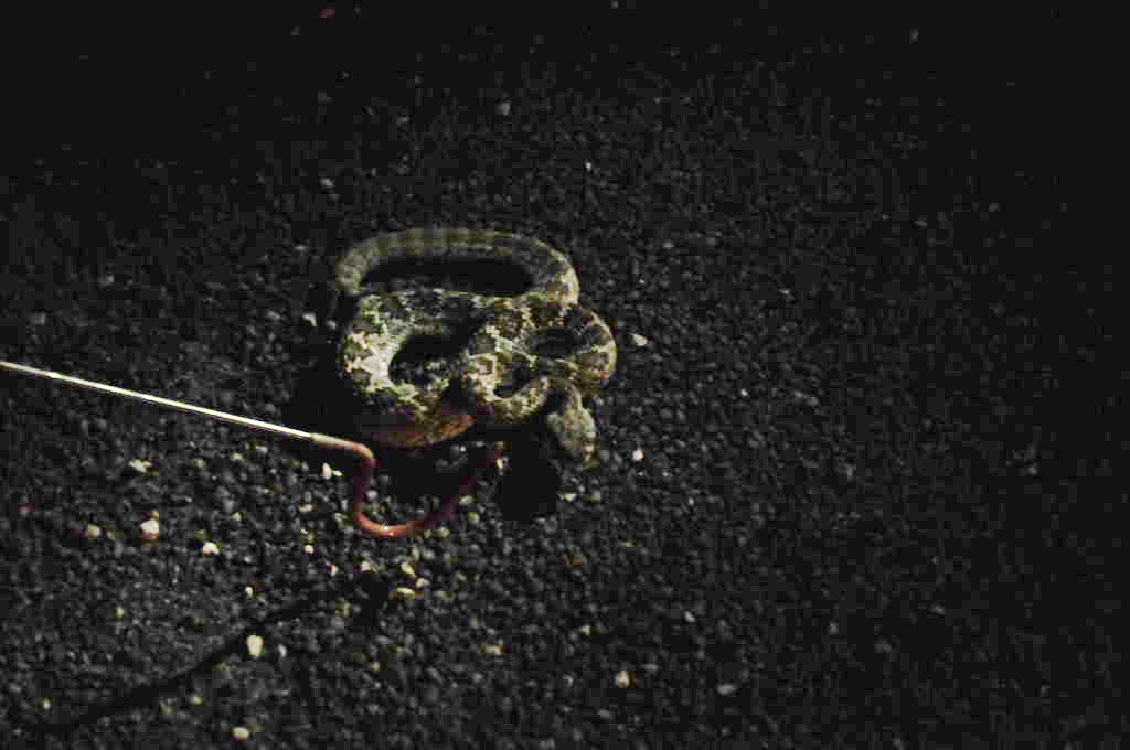 Photos from Snake Days 2012, Sanderson Texas - photo by Jeff Barringer