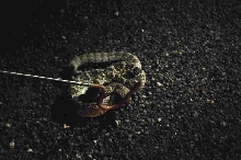 Photos from Snake Days 2012, Sanderson Texas - photo by Jeff Barringer